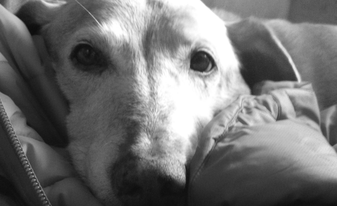 Roma misses us when she is pet boarding