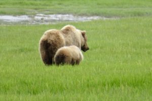 Alaska vacation bear viewing