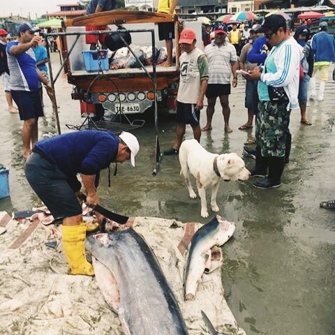 300 lb Marlin
