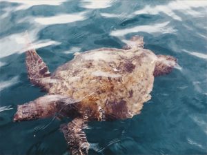 GreenSea Turtle