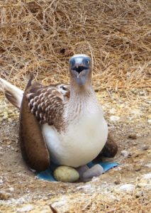 Blue Footed Boobie sitting on one egg and one newborn chick