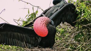 Frigate Male mating dance