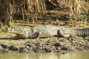 What to see in Bolivia alligator