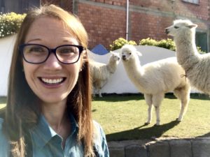 What to see in Bolivia alpacas at cupula
