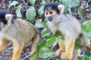 What to see in Bolivia pampas