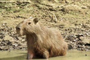 What to see in Bolivia capybara